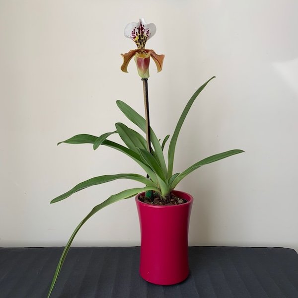 paphiopedilum